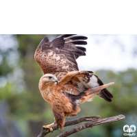 گونه سارگپه پا بلند Long-legged Buzzard